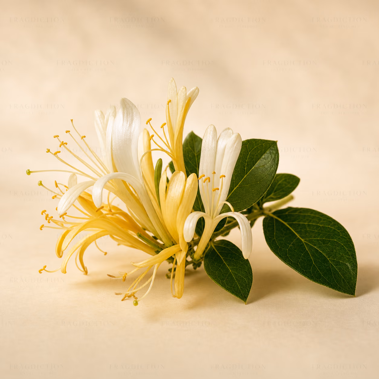 Honeysuckle