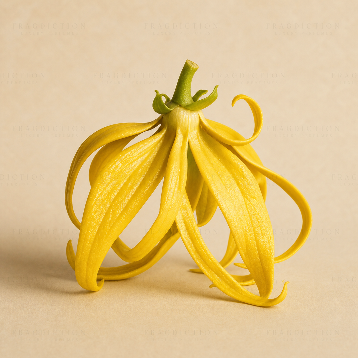 Ylang Ylang