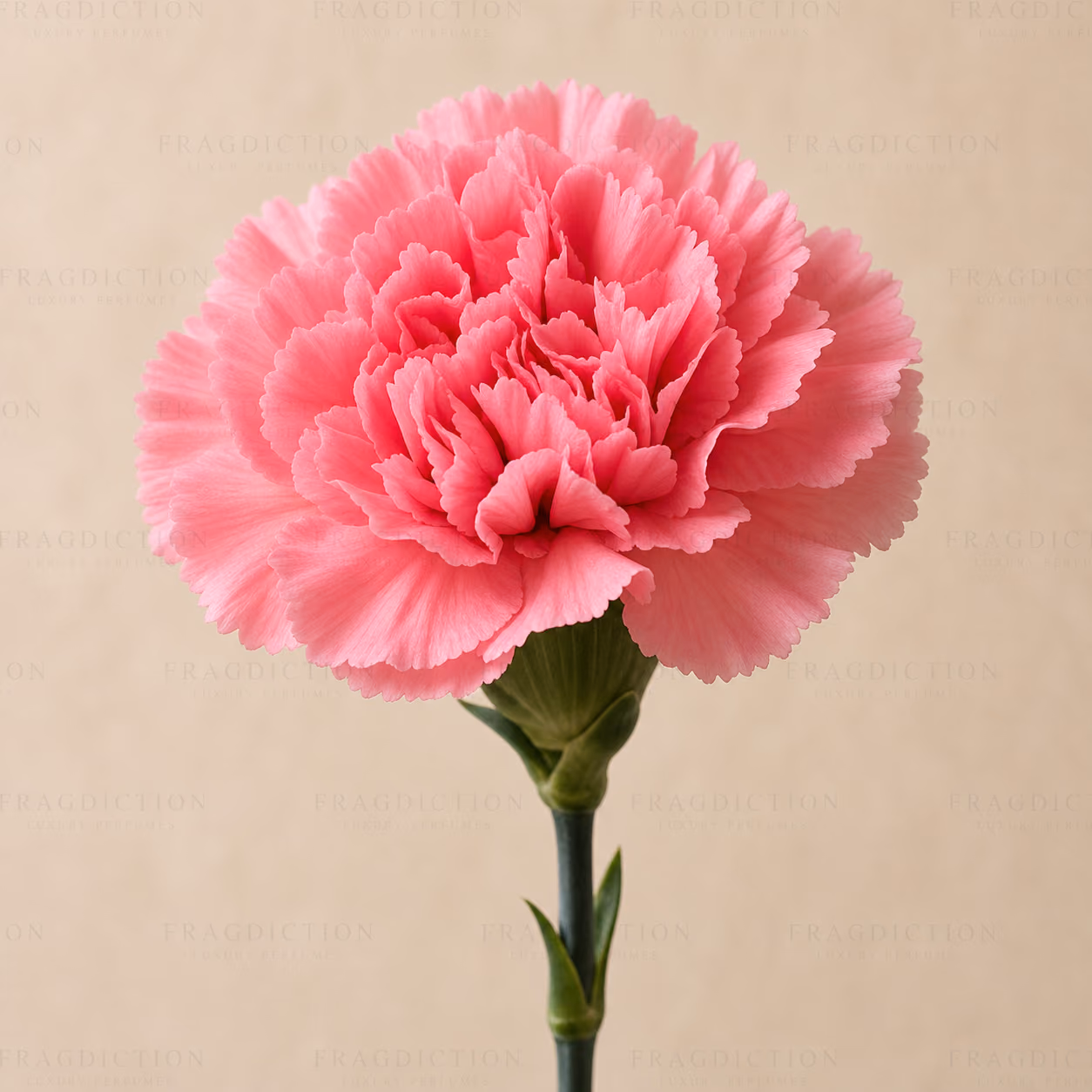Carnation